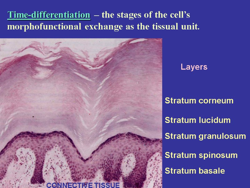 Layers Stratum corneum Stratum lucidum Stratum granulosum Stratum spinosum Stratum basale CONNECTIVE TISSUE Time-differentiation